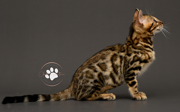 Bengal kitten for sale